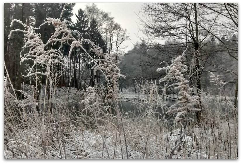 Waldwiza zimą               Fot. Agata Lubańska