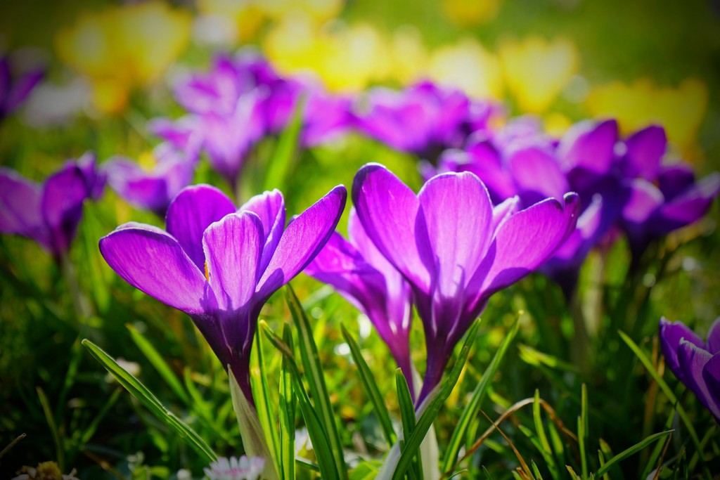 flowers1_edited
